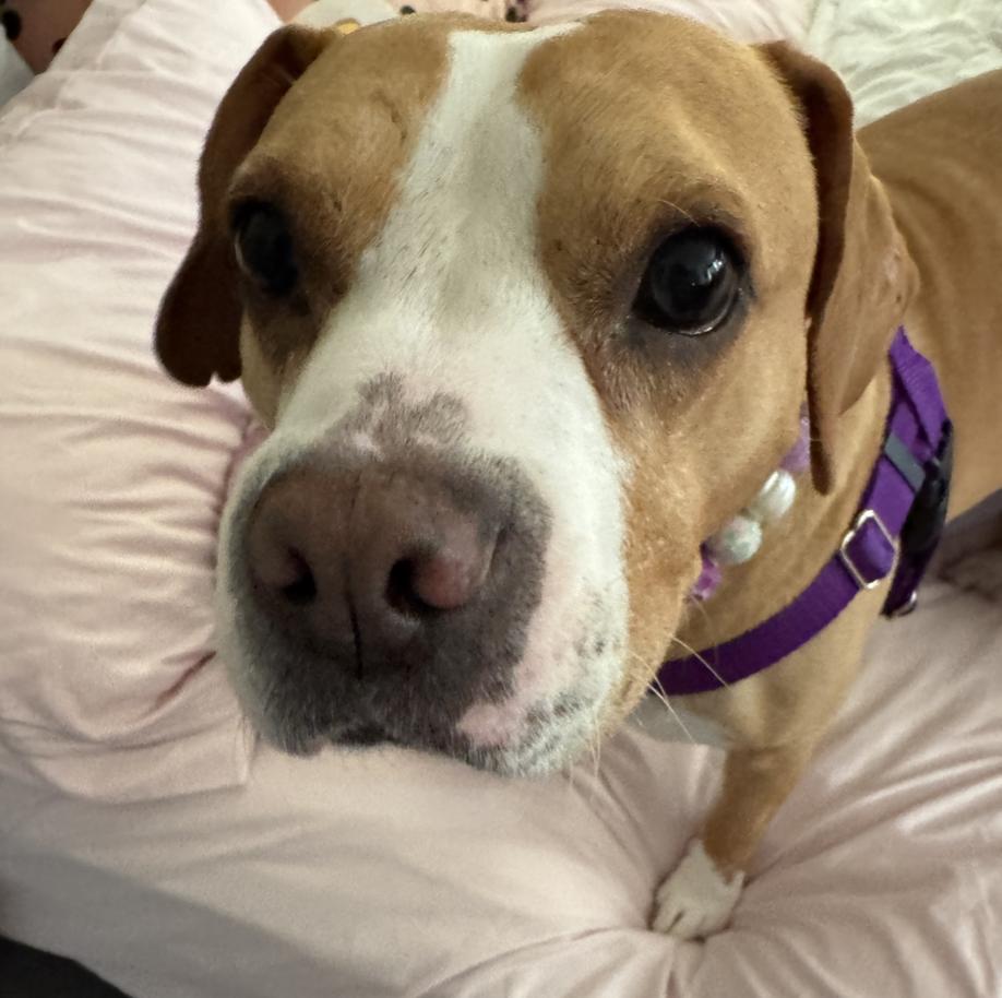 Enlarge Karlie, a Adoptable mixed breed in Brentwood, TN image 6/6