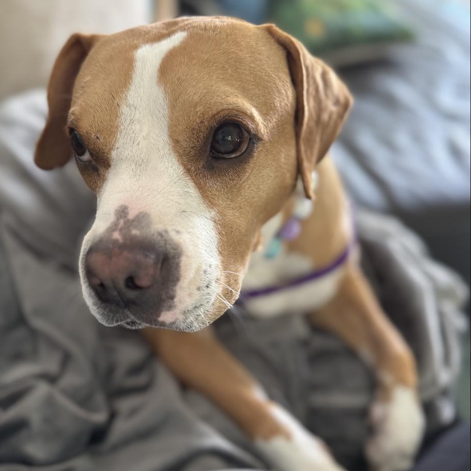 Enlarge Karlie, a Adoptable mixed breed in Brentwood, TN image 1/6