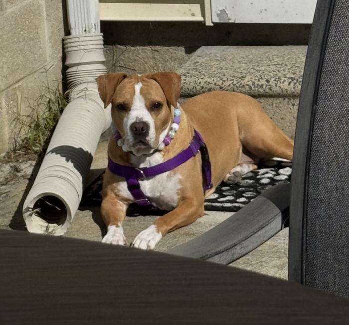 Enlarge Karlie, a Adoptable mixed breed in Brentwood, TN image 2/6