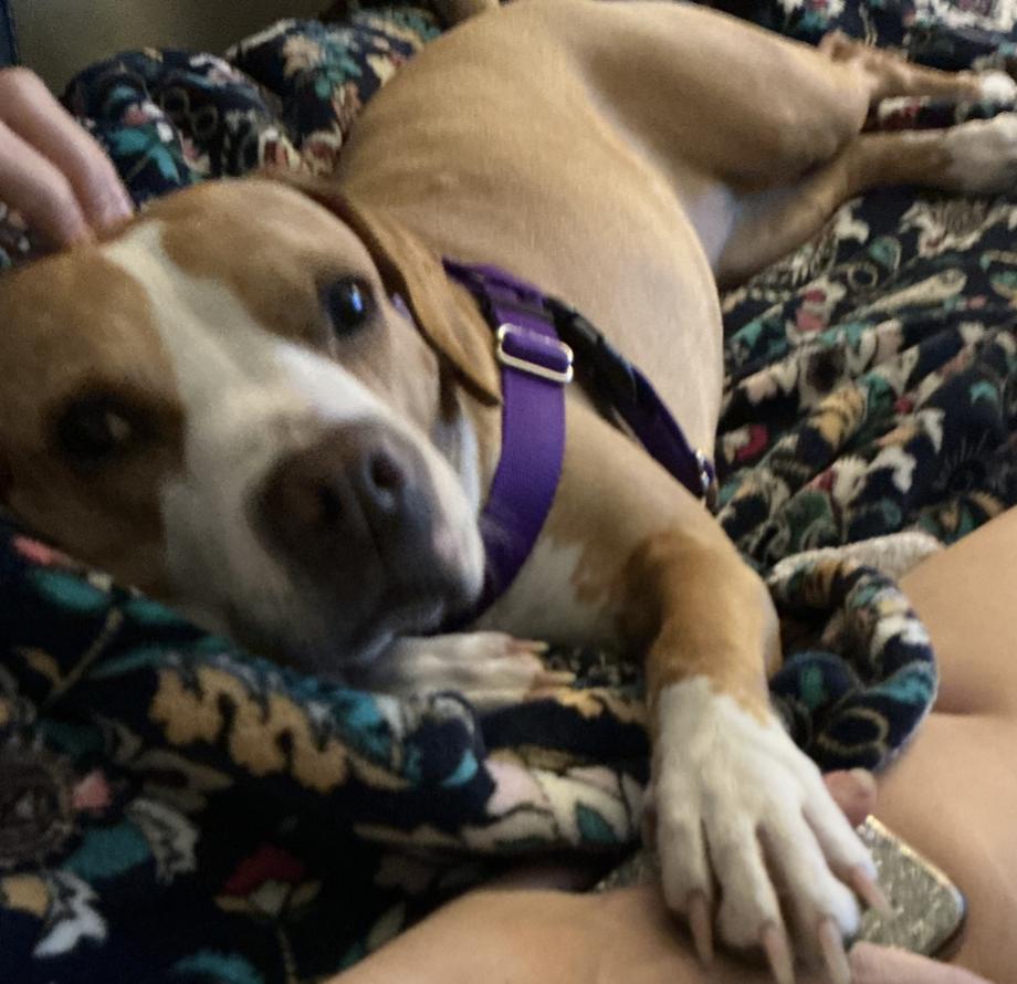 Enlarge Karlie, a Adoptable mixed breed in Brentwood, TN image 5/6