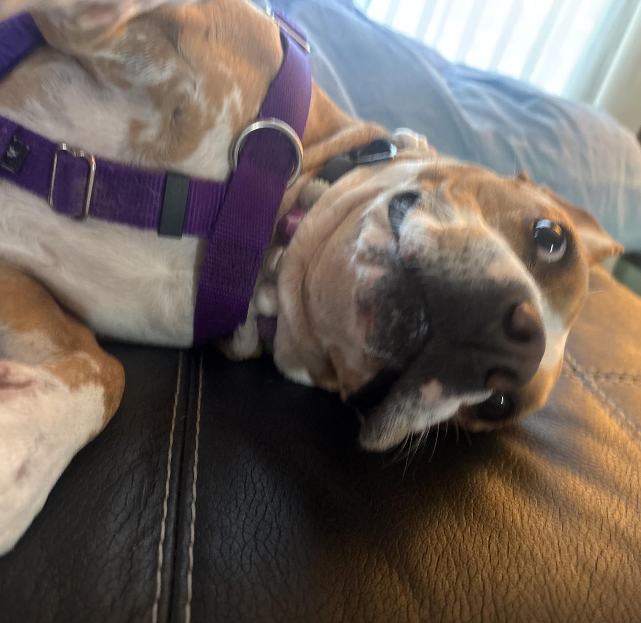Enlarge Karlie, a Adoptable mixed breed in Brentwood, TN image 3/6
