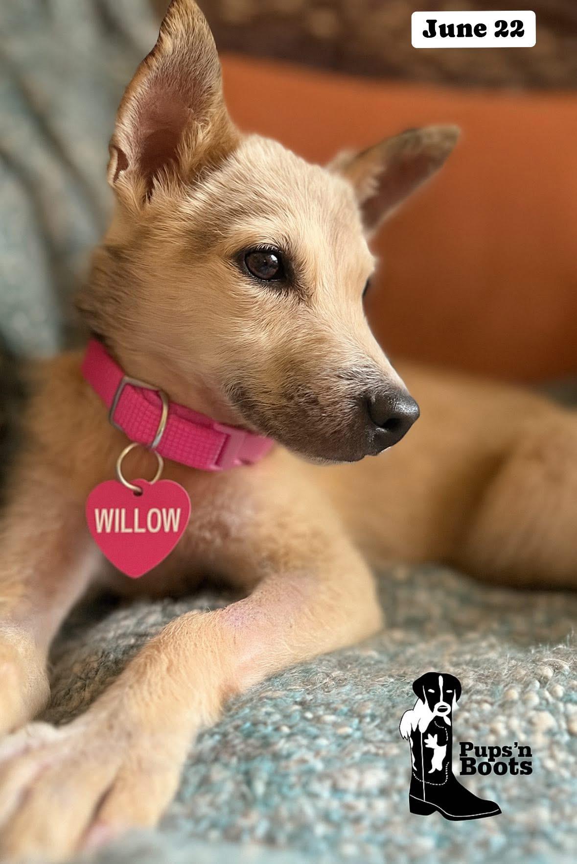 Enlarge Willow, a Adoptable mixed breed in San Diego, CA image 1/1