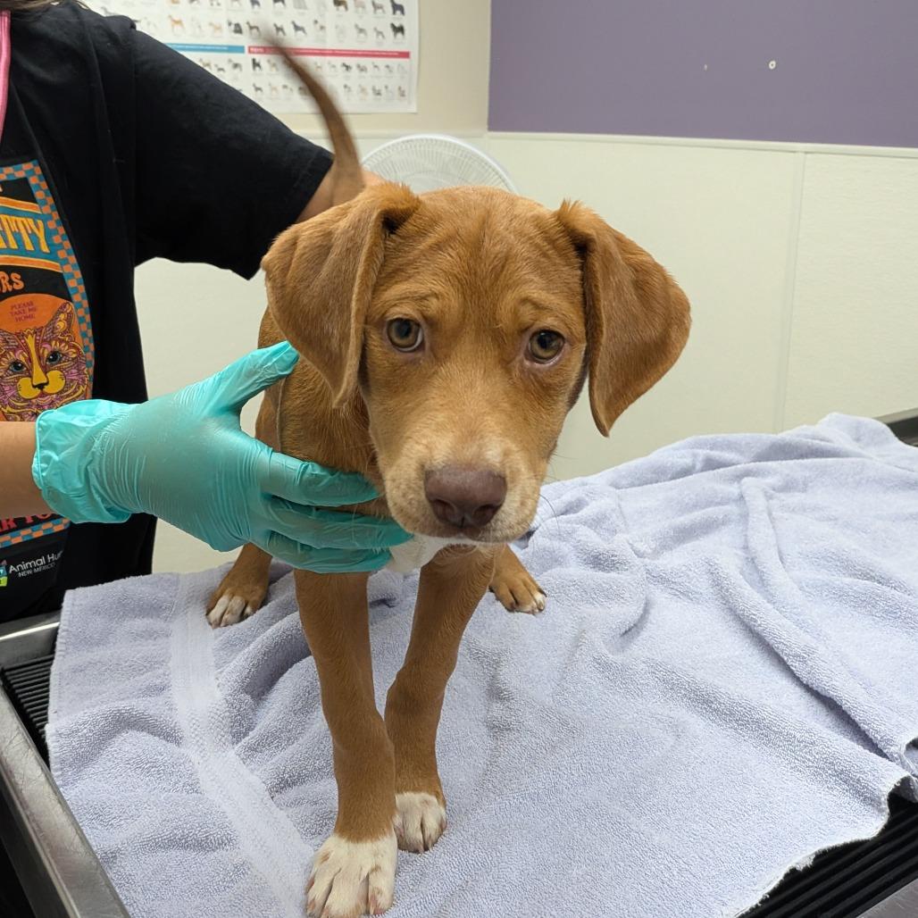 Enlarge Cher, a Adoptable mixed breed in Albuquerque, NM image 1/4