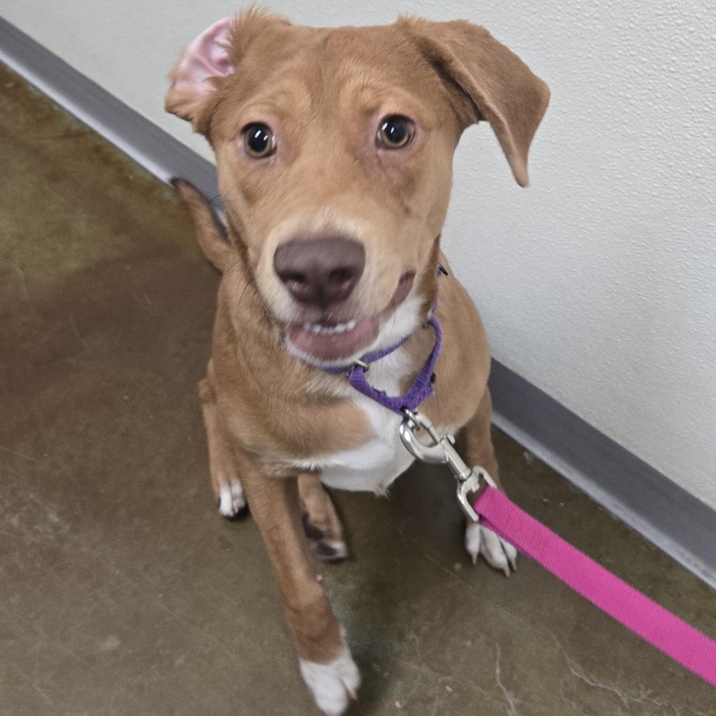 Enlarge Cher, a Adoptable mixed breed in Albuquerque, NM image 2/4
