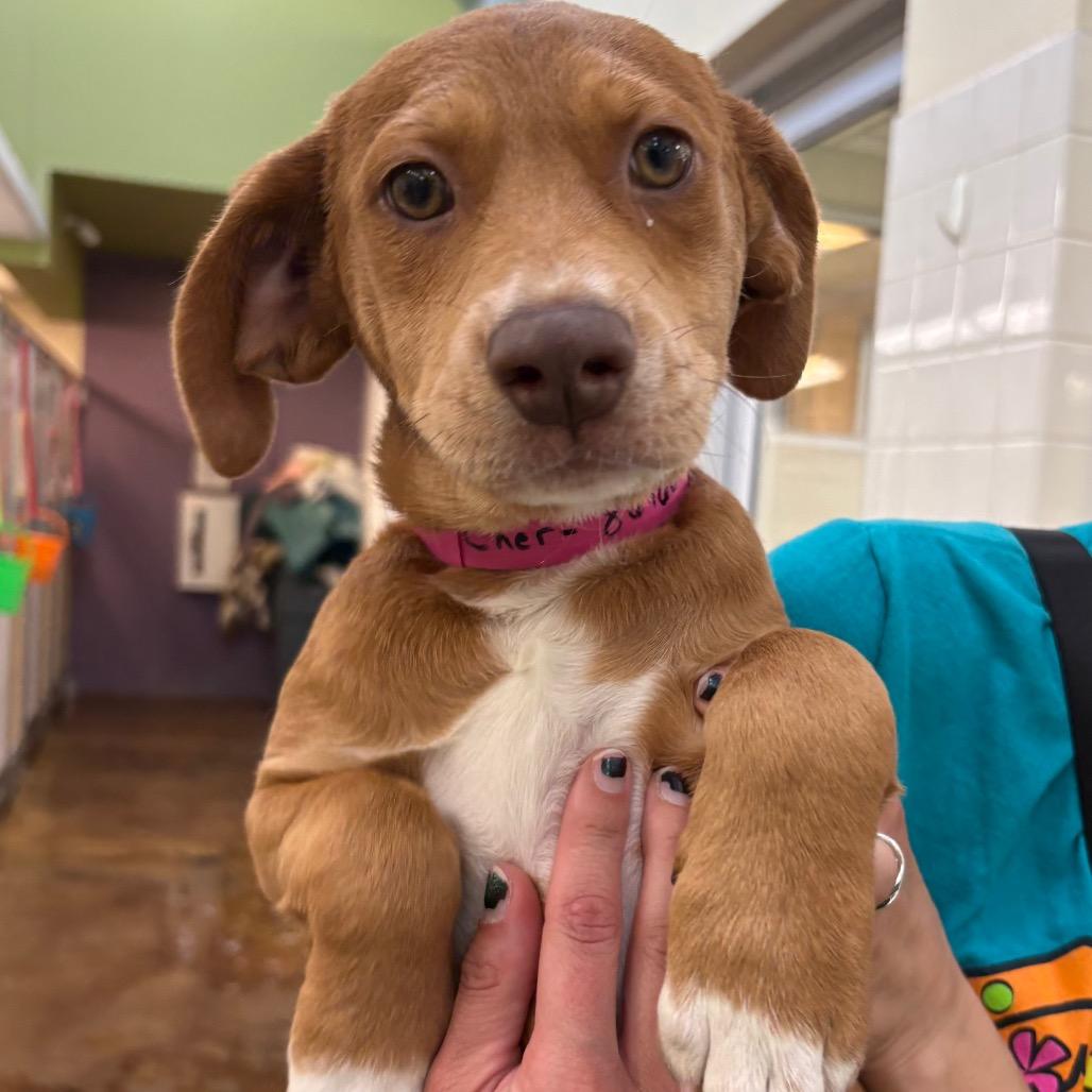 Enlarge Cher, a Adoptable mixed breed in Albuquerque, NM image 3/4