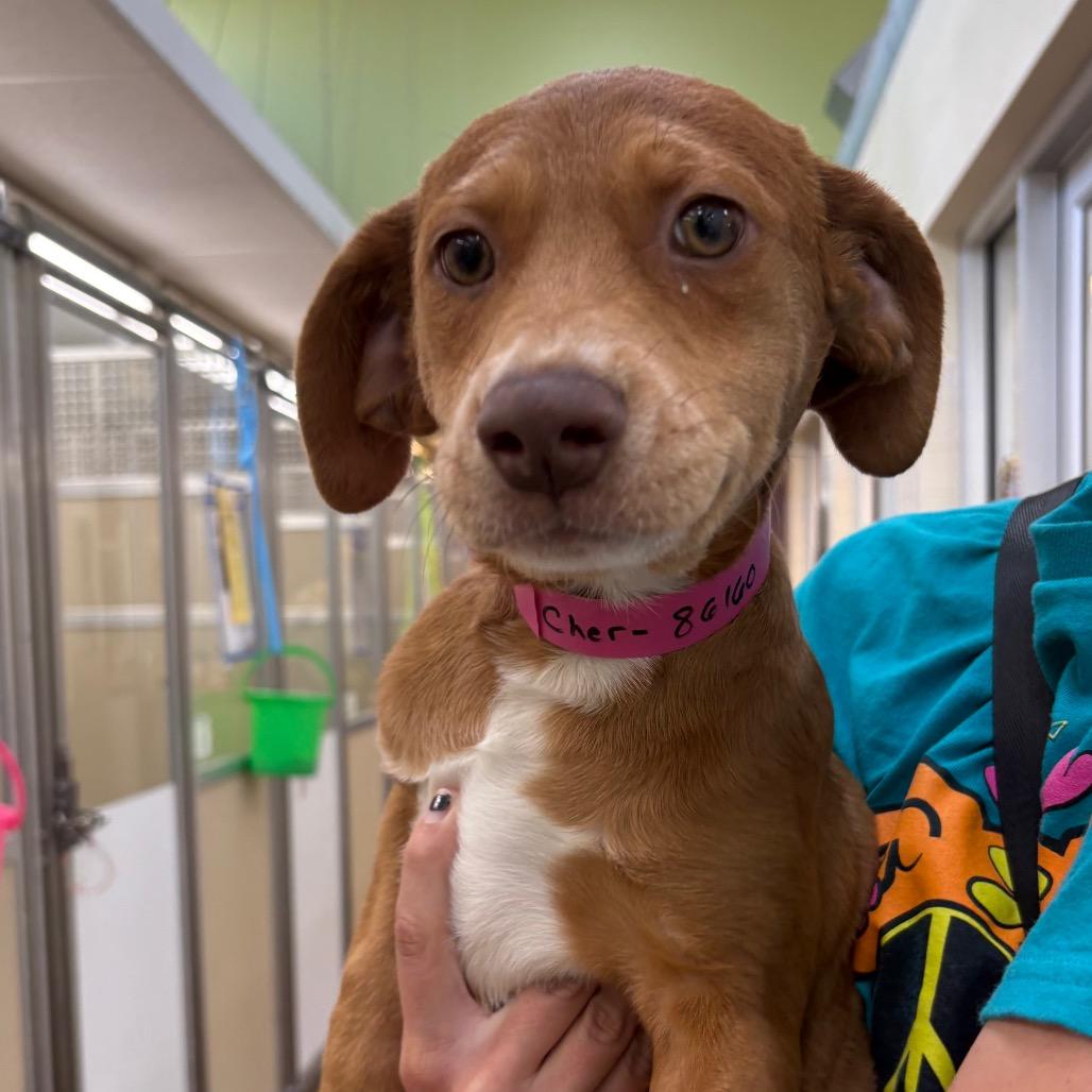 Enlarge Cher, a Adoptable mixed breed in Albuquerque, NM image 4/4