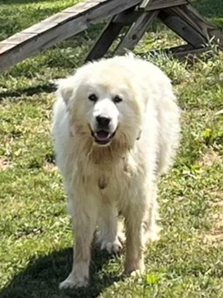 Ghost - Sponsored!, adopted, Young Male Great Pyrenees.