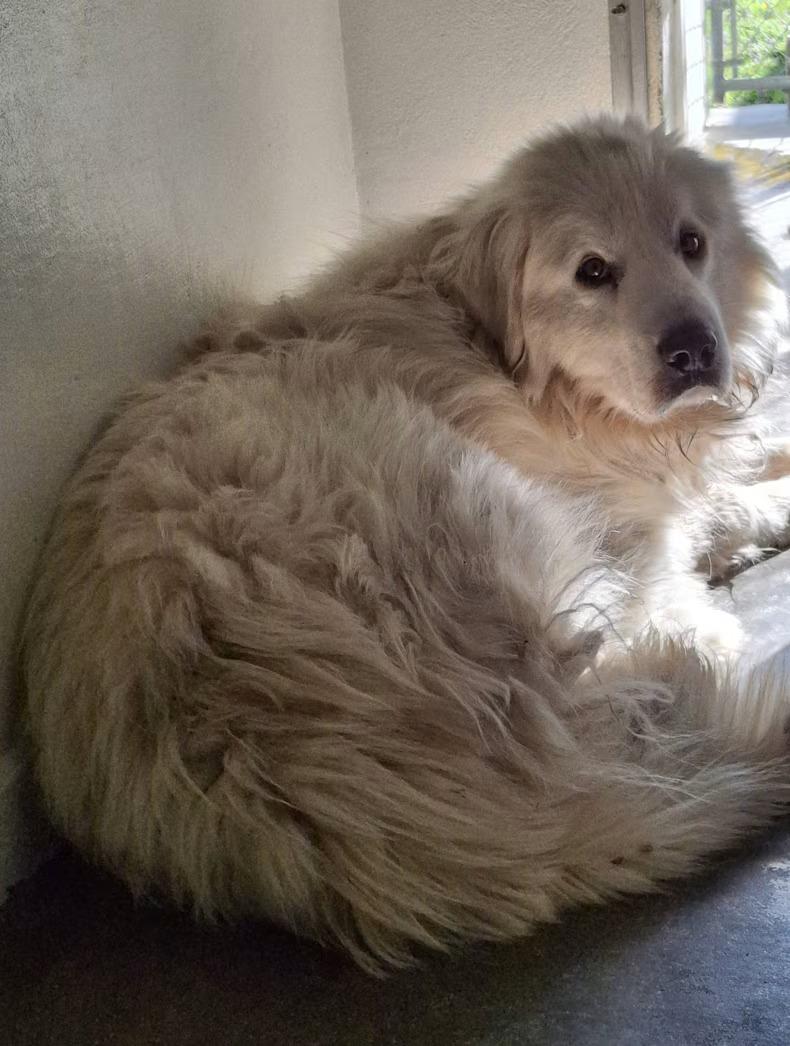 Enlarge Ghost - Sponsored!, an adopted Great Pyrenees in Monterey, VA image 2/4