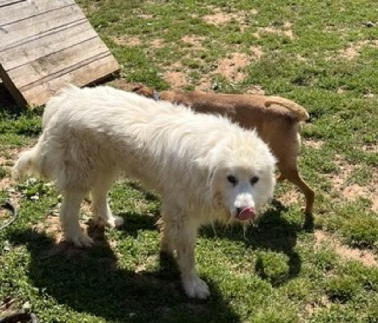 Enlarge Ghost - Sponsored!, an adopted Great Pyrenees in Monterey, VA image 3/4