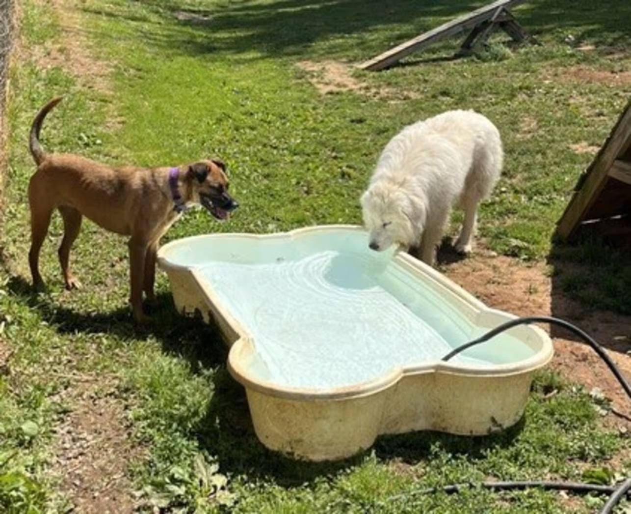Enlarge Ghost - Sponsored!, an adopted Great Pyrenees in Monterey, VA image 4/4