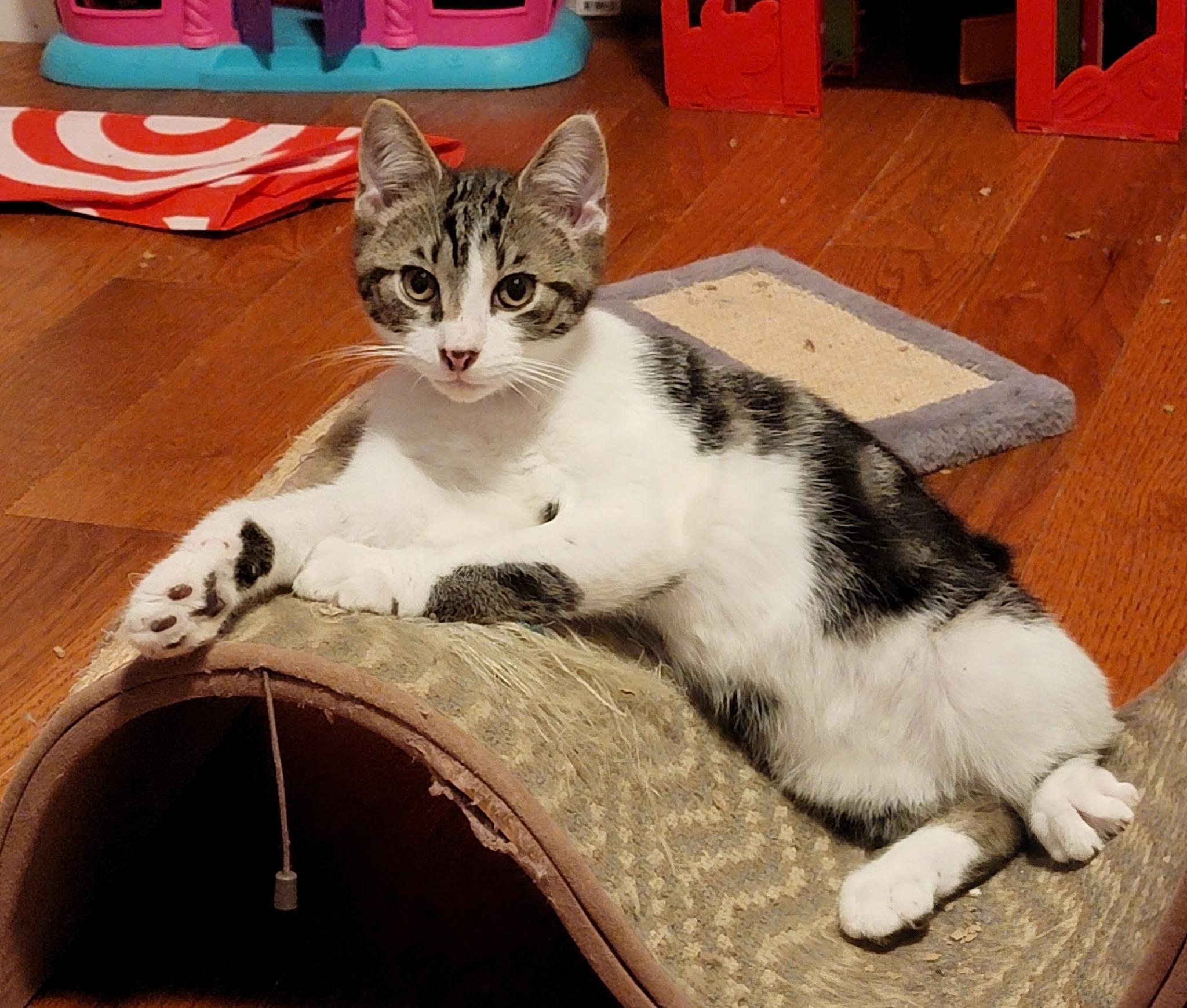 Rebel, ADOPTABLE, Young Male Domestic Short Hair.