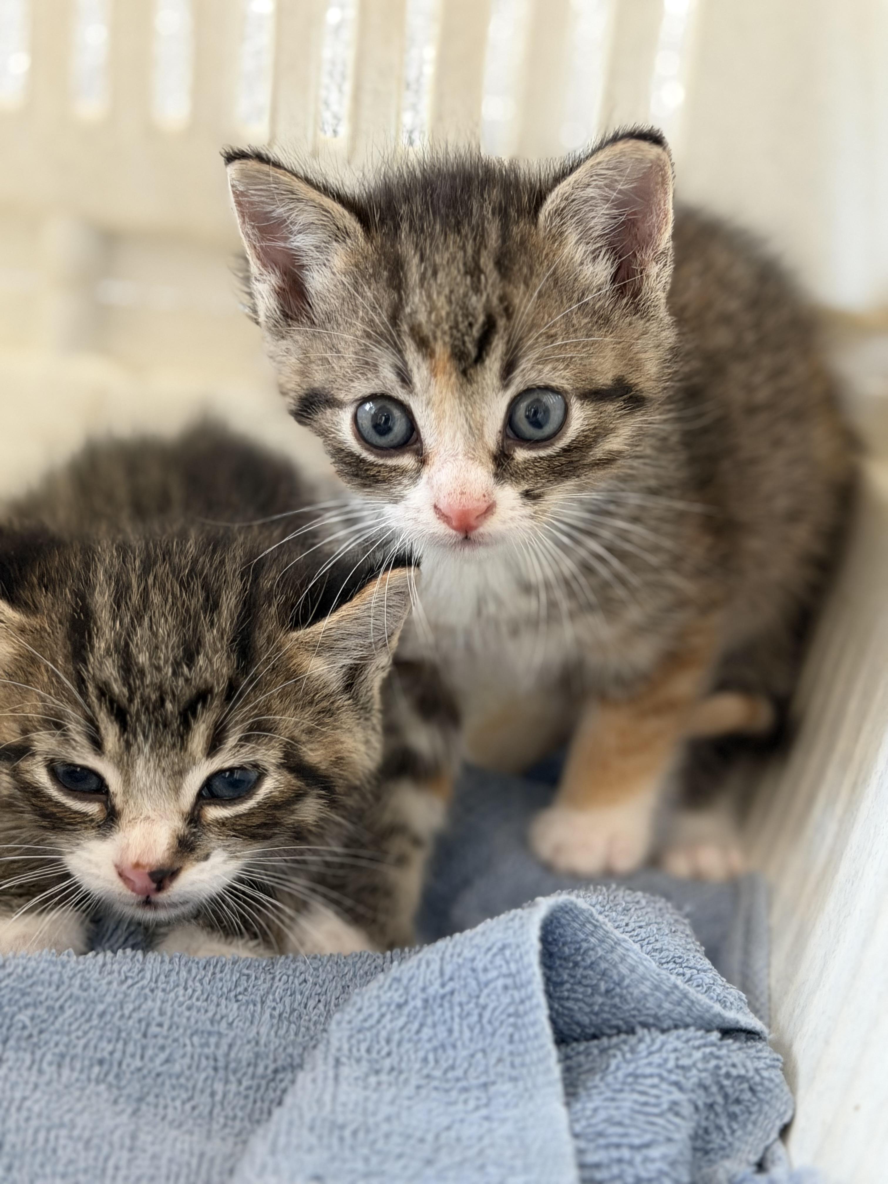 Nutmeg, Adoptable, Kitten Female Domestic Short Hair.