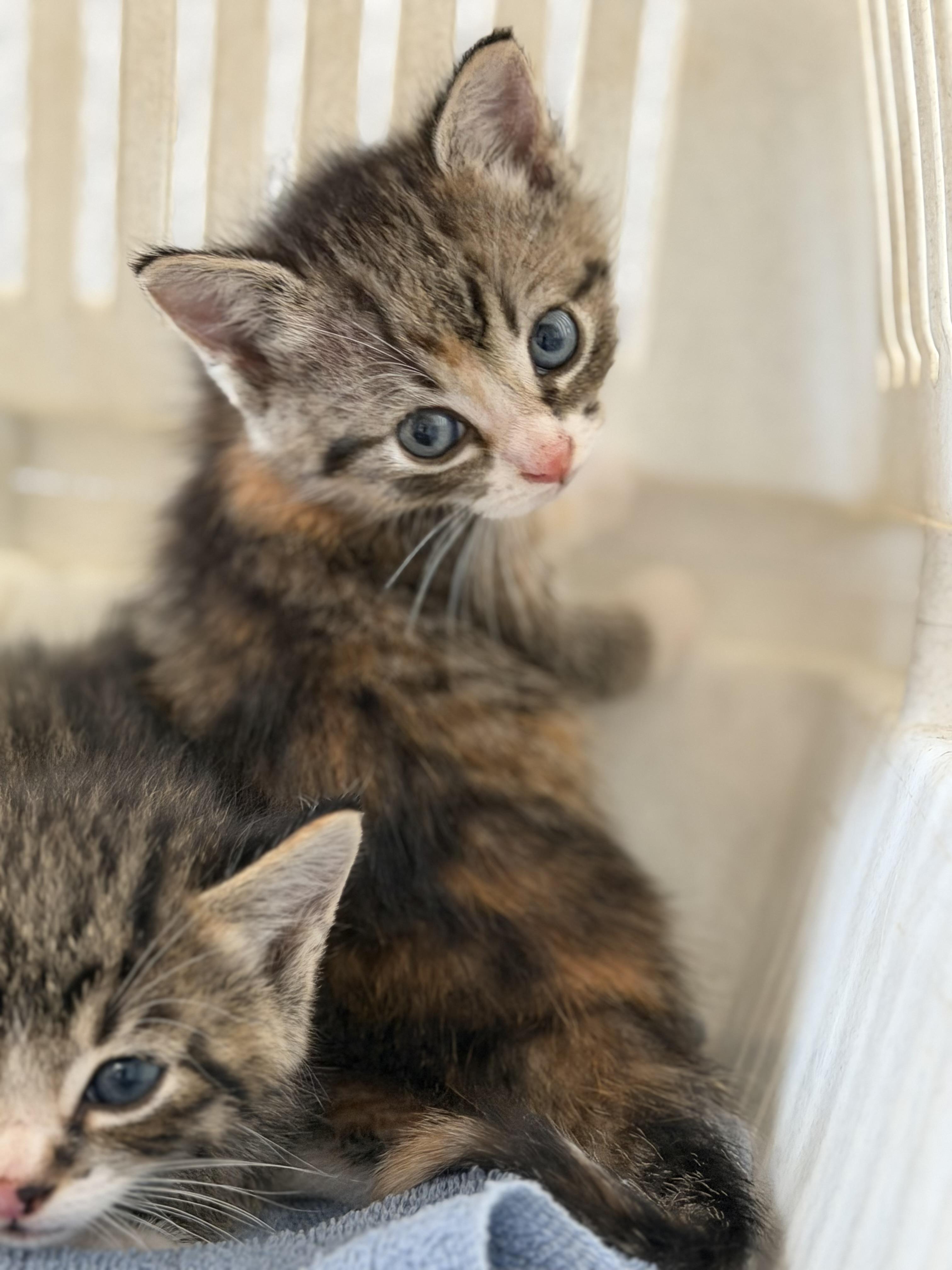 Enlarge Nutmeg, a Adoptable mixed breed in Steinbach, MB image 2/3
