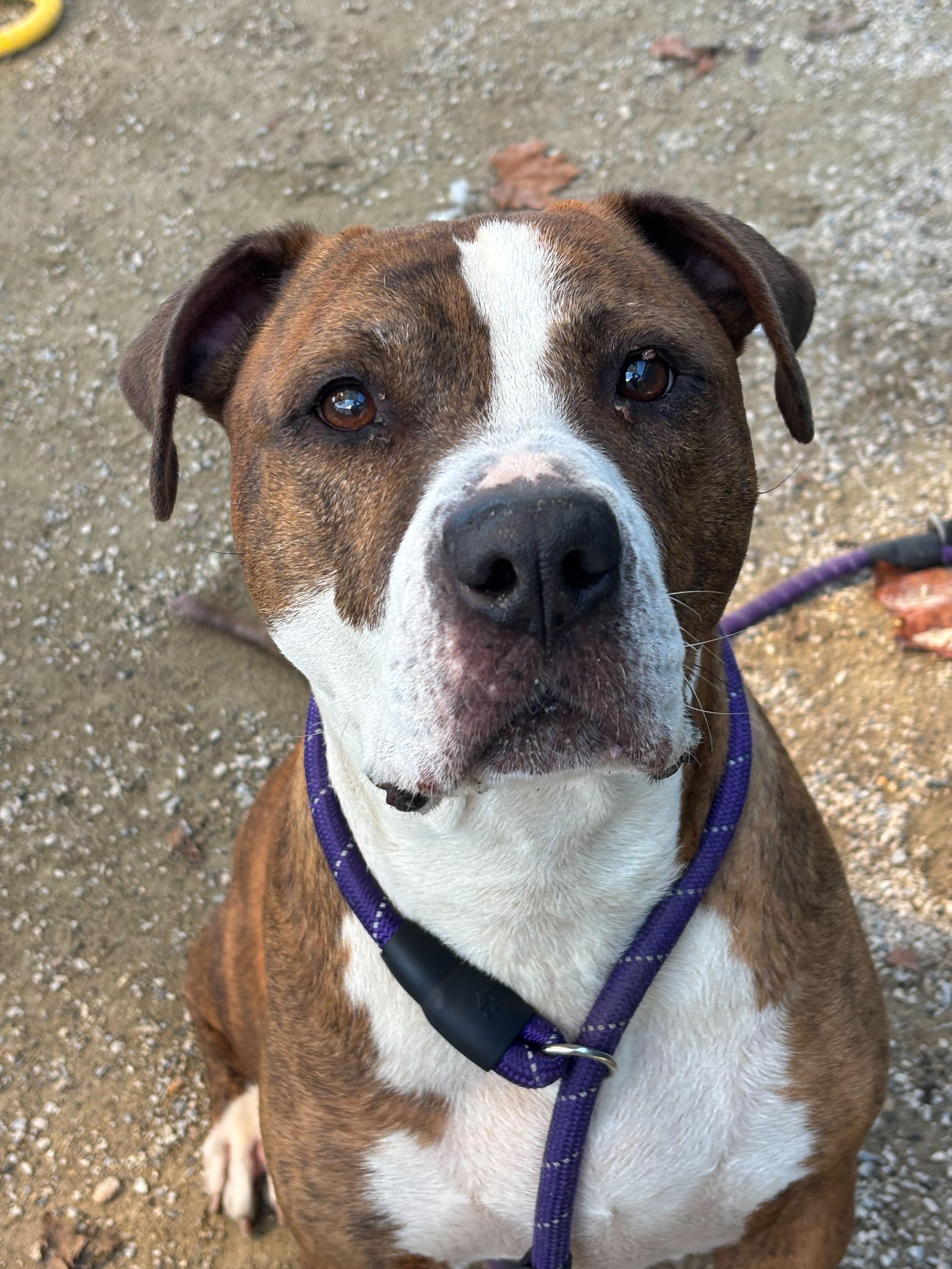 De Niro, a Adoptable American Staffordshire Terrier in Conshohocken, PA image 3/5