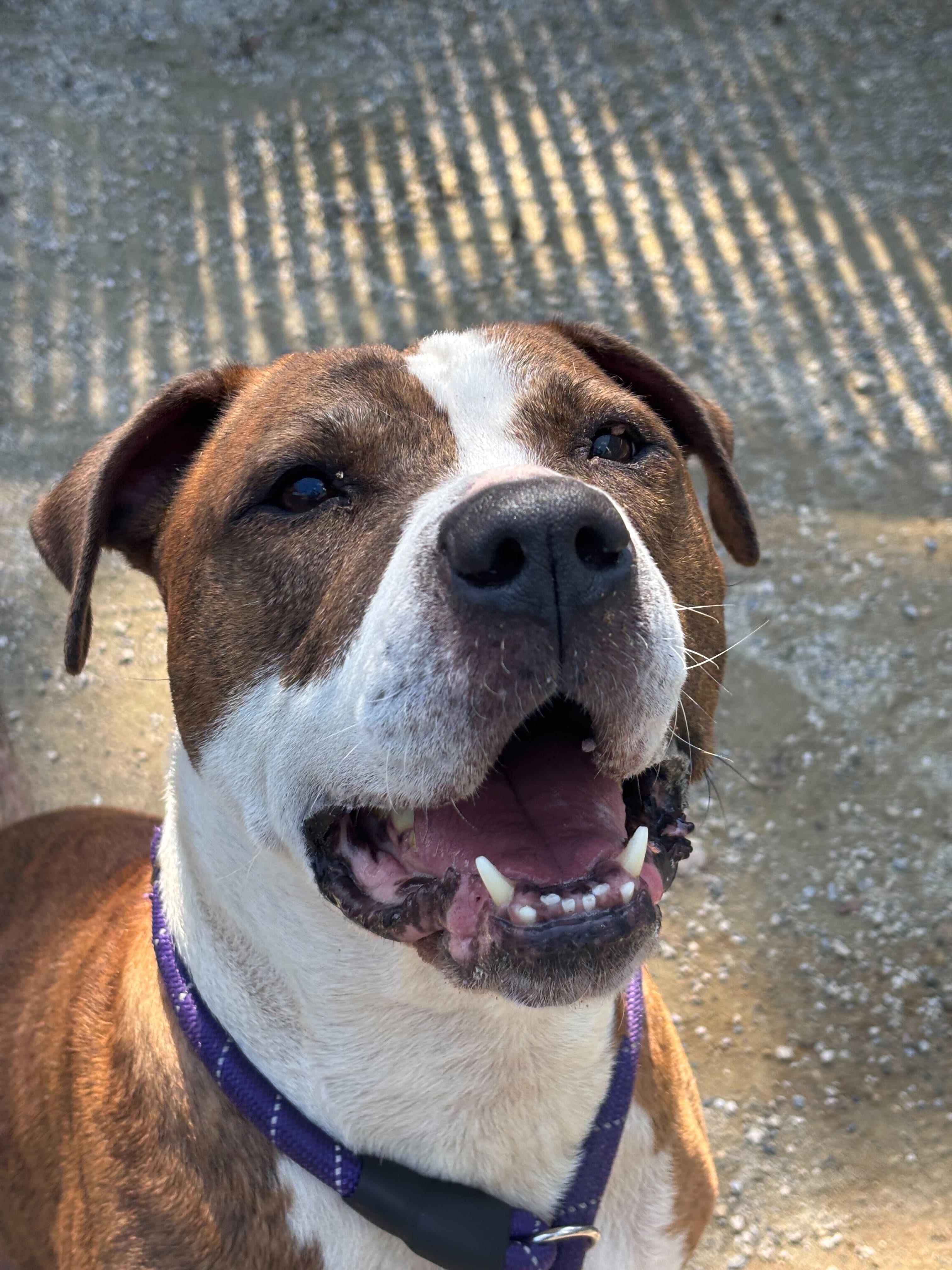 De Niro, a Adoptable American Staffordshire Terrier in Conshohocken, PA image 4/5