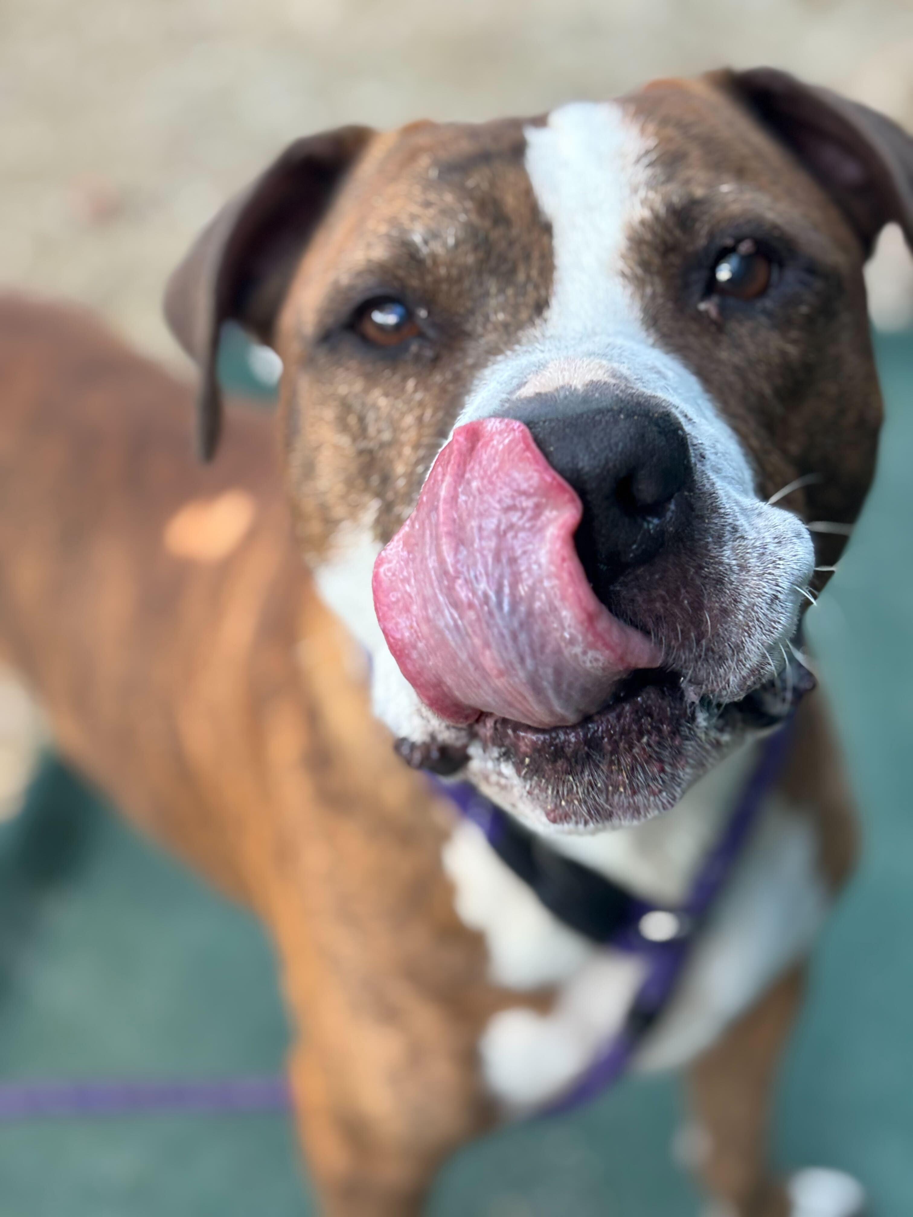 De Niro, a Adoptable American Staffordshire Terrier in Conshohocken, PA image 5/5