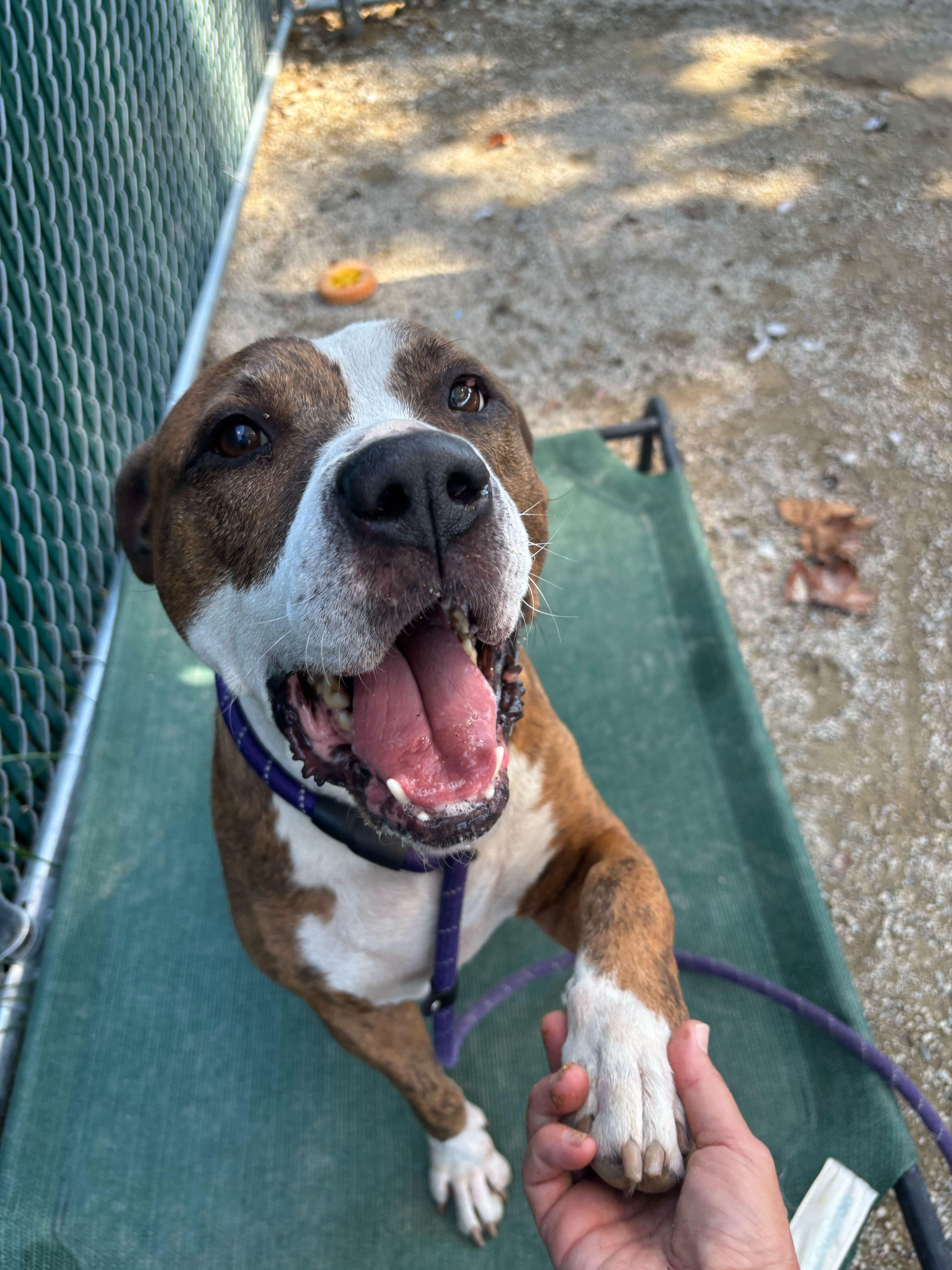 De Niro, a Adoptable American Staffordshire Terrier in Conshohocken, PA image 2/5