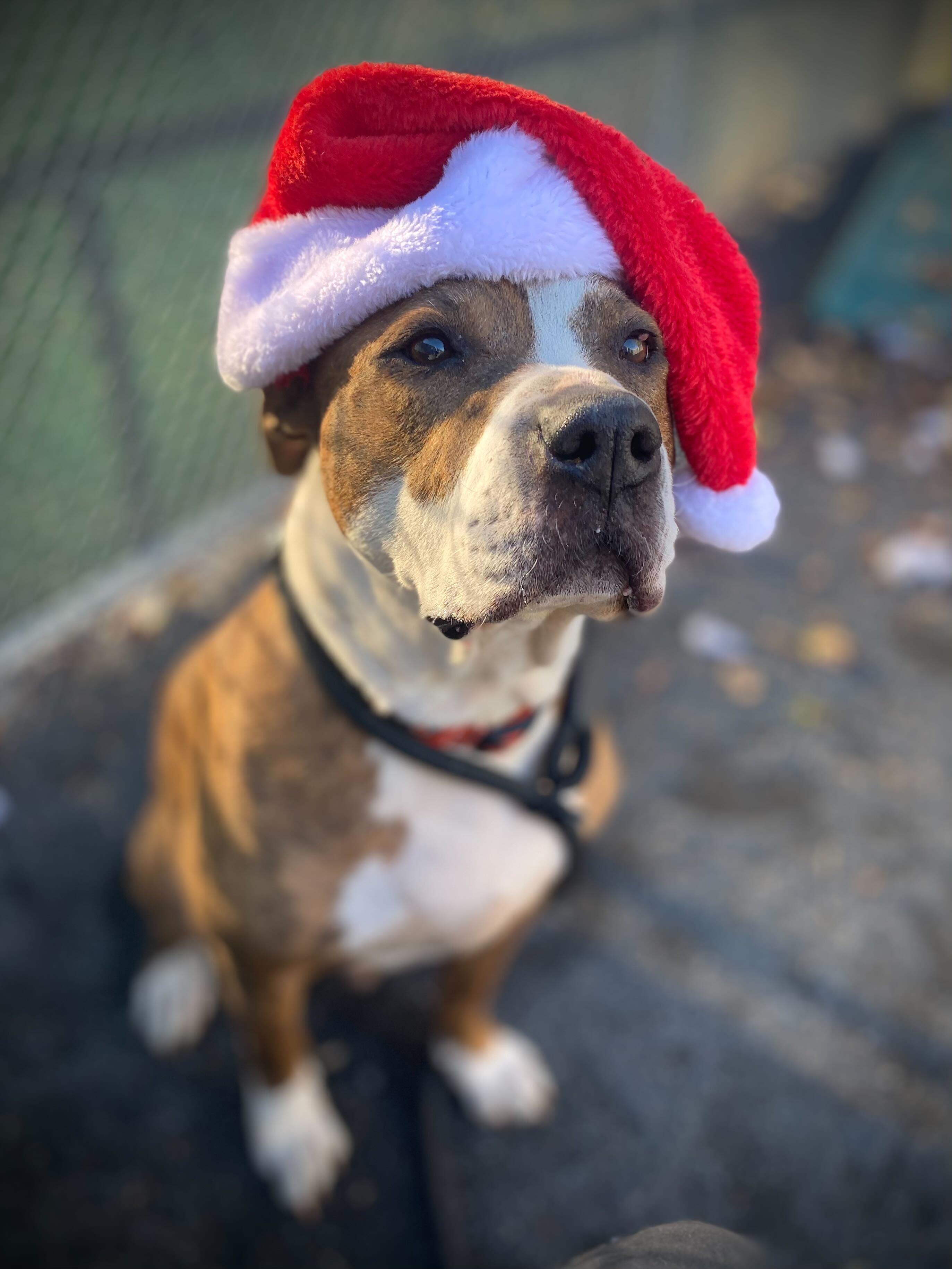 De Niro, Adoptable, Senior Male American Staffordshire Terrier.