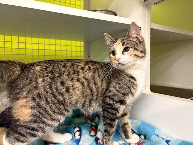 Enlarge Sofia, a Adoptable Tortoiseshell in Mound, MN image 3/3