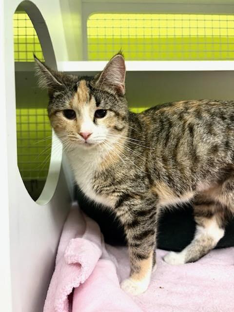 Sofia, Adoptable, Young Female Tortoiseshell.