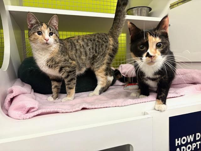 Enlarge Sofia, a Adoptable Tortoiseshell in Mound, MN image 2/3