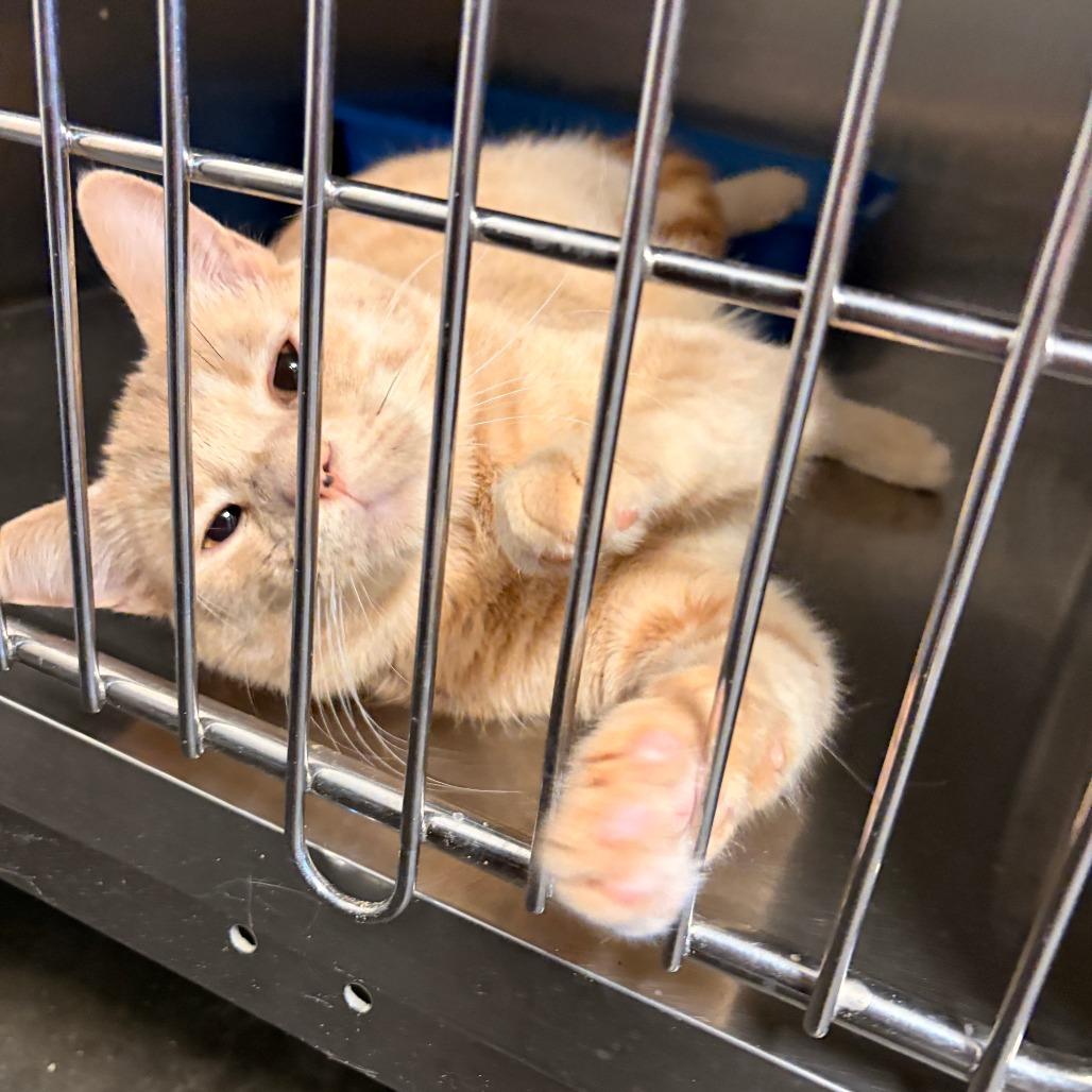 Churro, Adoptable, Adult Male Domestic Short Hair.