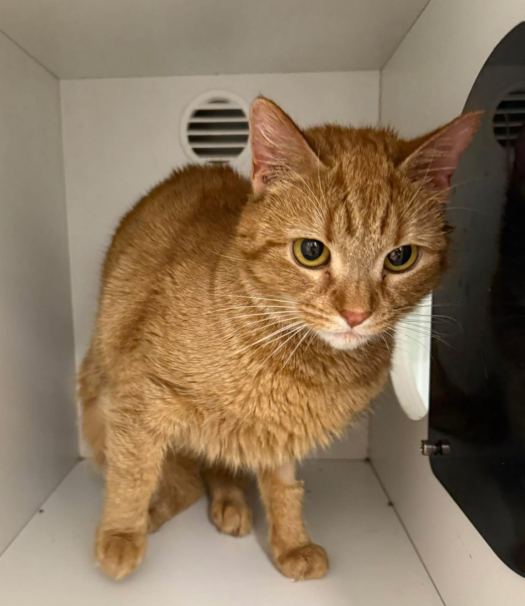 Enlarge Moira Rose , an adopted Domestic Short Hair in Quincy, MA image 1/1