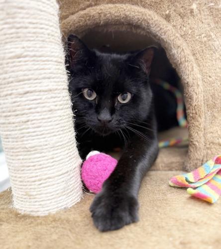 Wendell, Adoptable, Adult Male Domestic Short Hair.