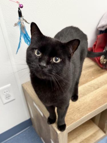 Enlarge Wendell, a Adoptable Domestic Short Hair in St. Johnsbury, VT image 2/3