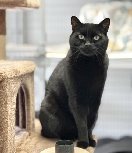 Enlarge Wendell, a Adoptable Domestic Short Hair in St. Johnsbury, VT image 3/3