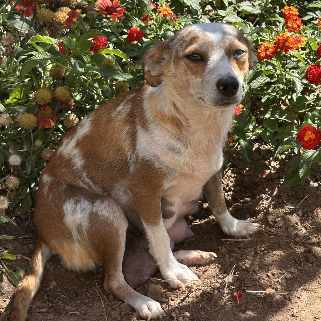 Enlarge Gloria, a Adoptable mixed breed in Fresno, CA image 3/5