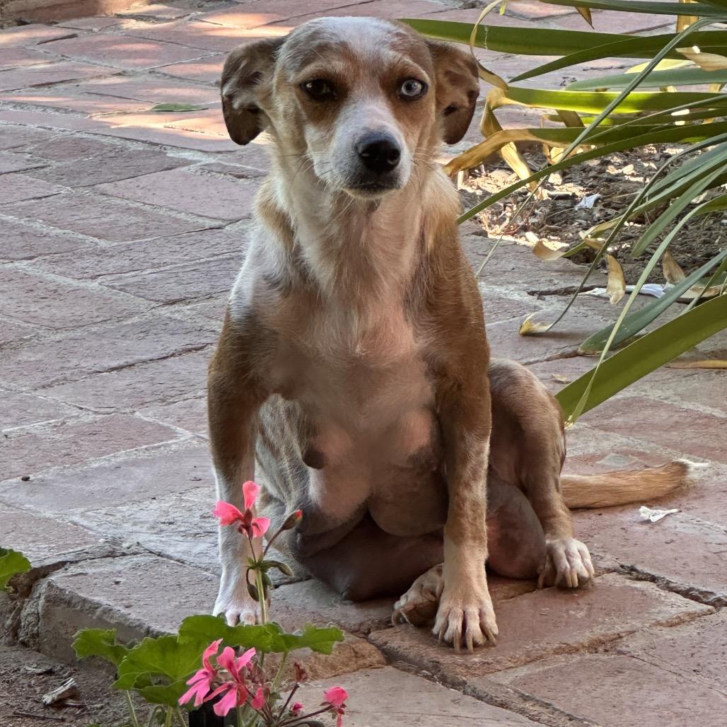 Enlarge Gloria, a Adoptable mixed breed in Fresno, CA image 1/5