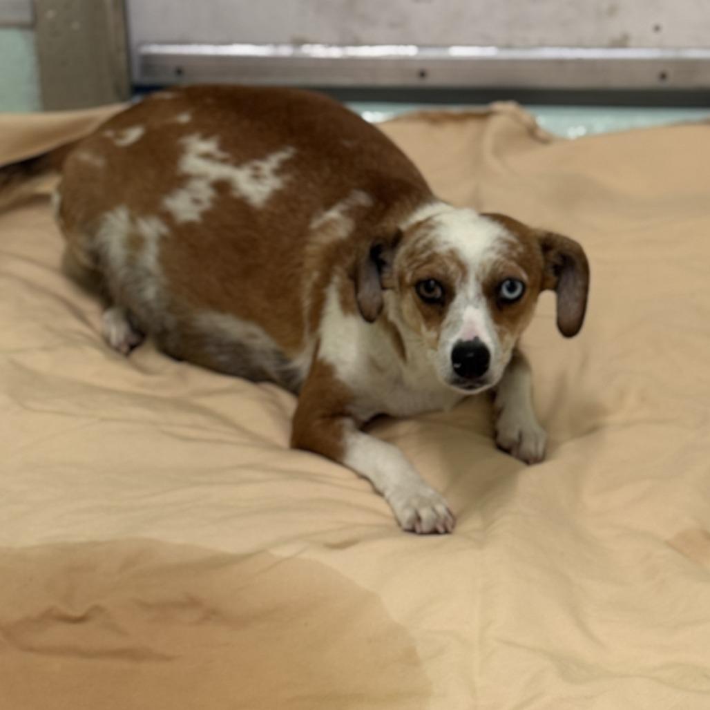 Enlarge Gloria, a Adoptable mixed breed in Fresno, CA image 4/5