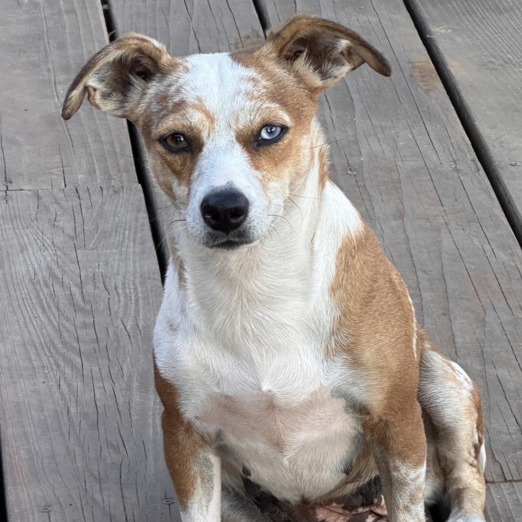 Enlarge Gloria, a Adoptable mixed breed in Fresno, CA image 2/5