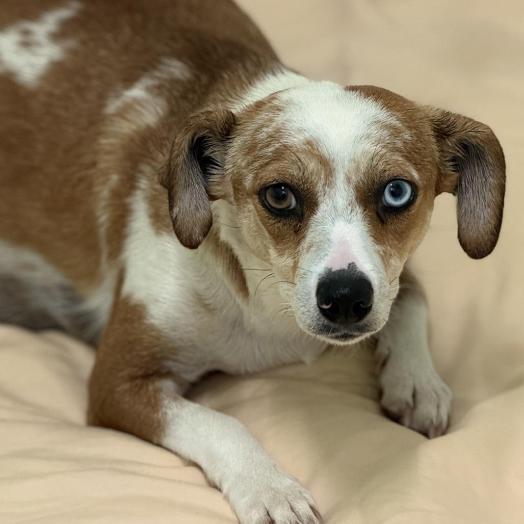 Enlarge Gloria, a Adoptable mixed breed in Fresno, CA image 5/5