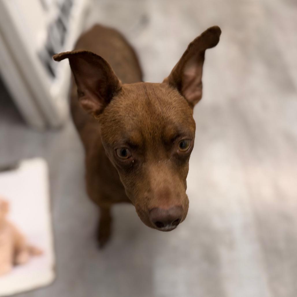Coco Chico, Adoptable, Adult Male Chihuahua & Mixed Breed.