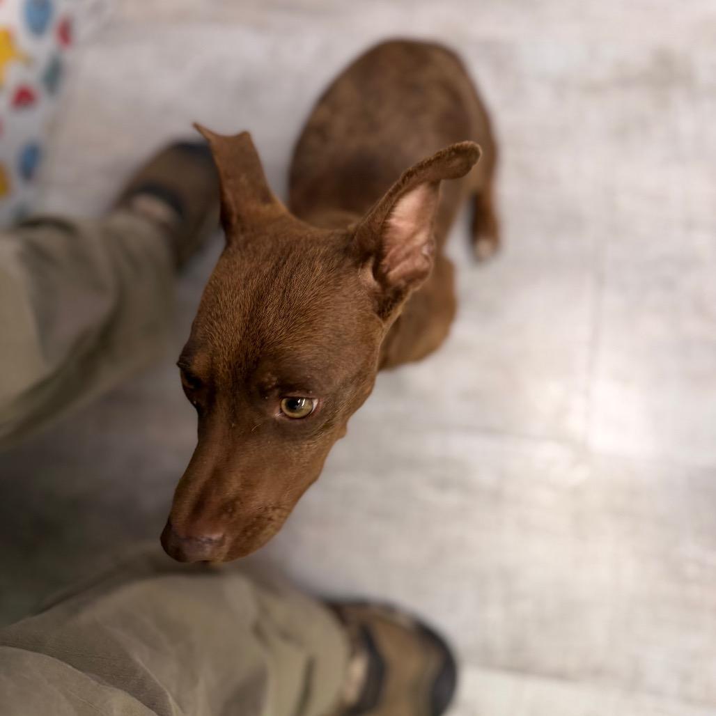 Enlarge Coco Chico, a Adoptable mixed breed in Amarillo, TX image 3/5