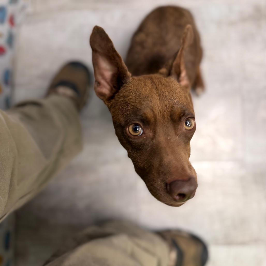 Enlarge Coco Chico, a Adoptable mixed breed in Amarillo, TX image 4/5