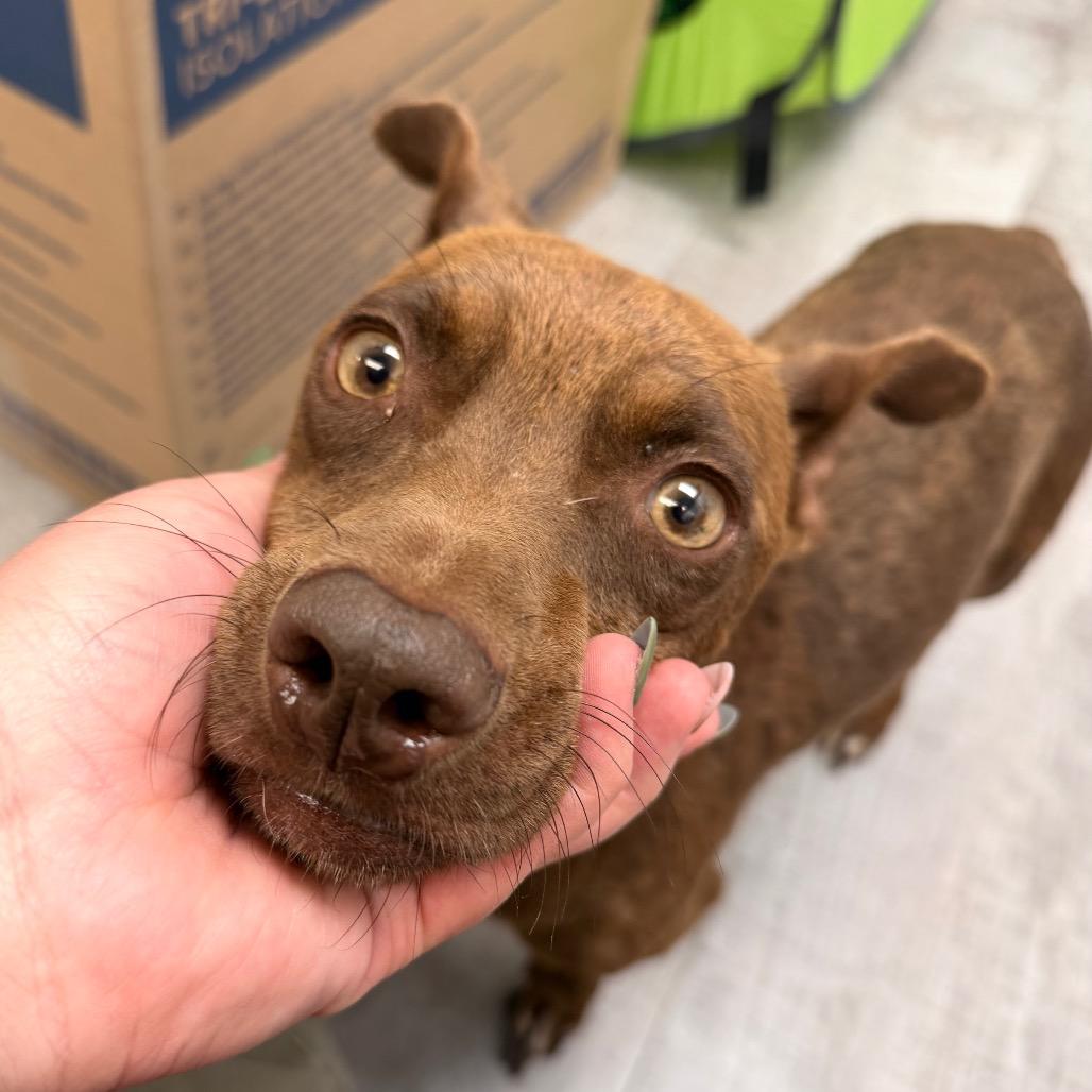 Enlarge Coco Chico, a Adoptable mixed breed in Amarillo, TX image 5/5