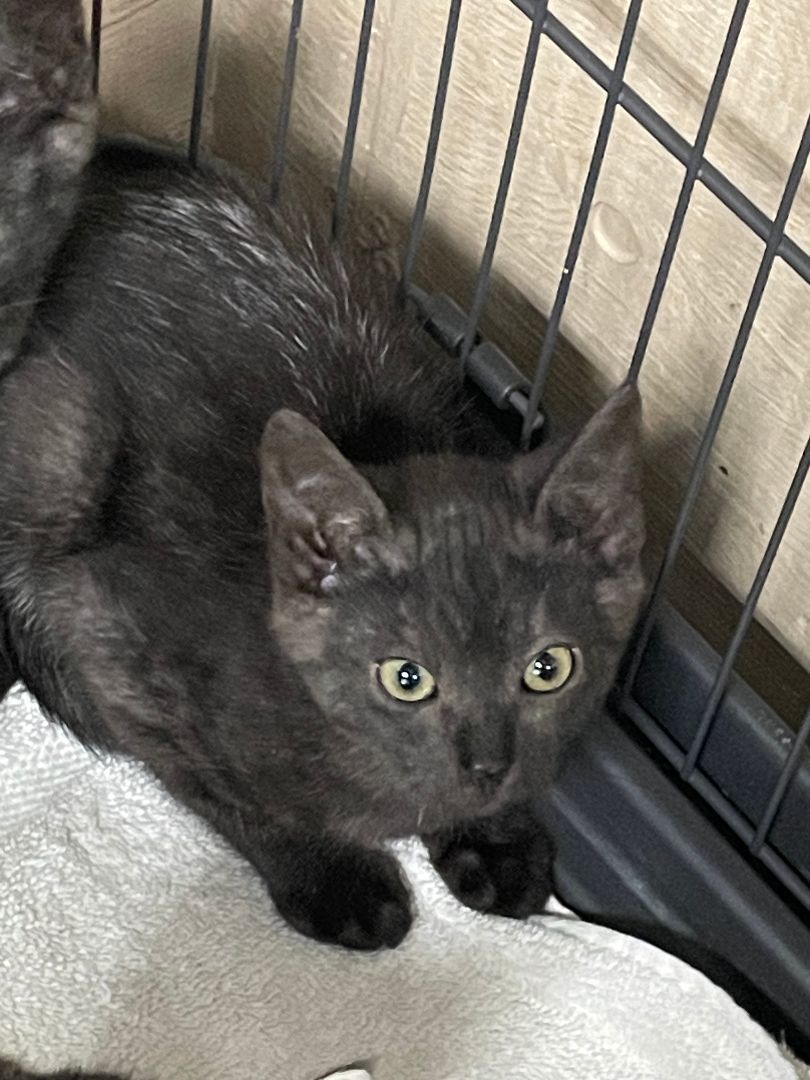 Honey, a Adopted Domestic Short Hair in Mckinleyville, CA image 1/2