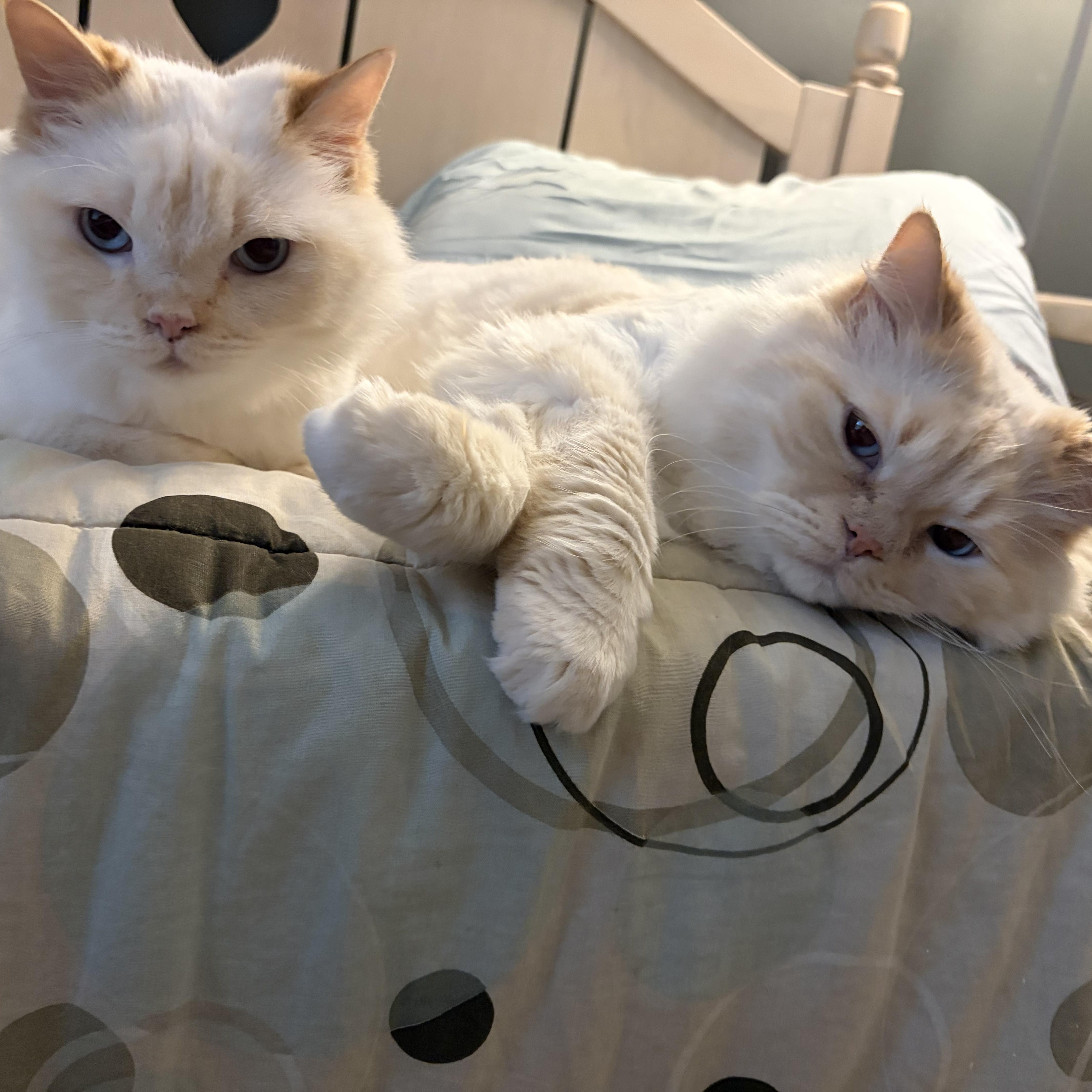 Enlarge Leo & Lulu - BEAUTIFUL SIBLINGS WITH COOL CUTS, a Adoptable mixed breed in Bristow, VA image 2/6