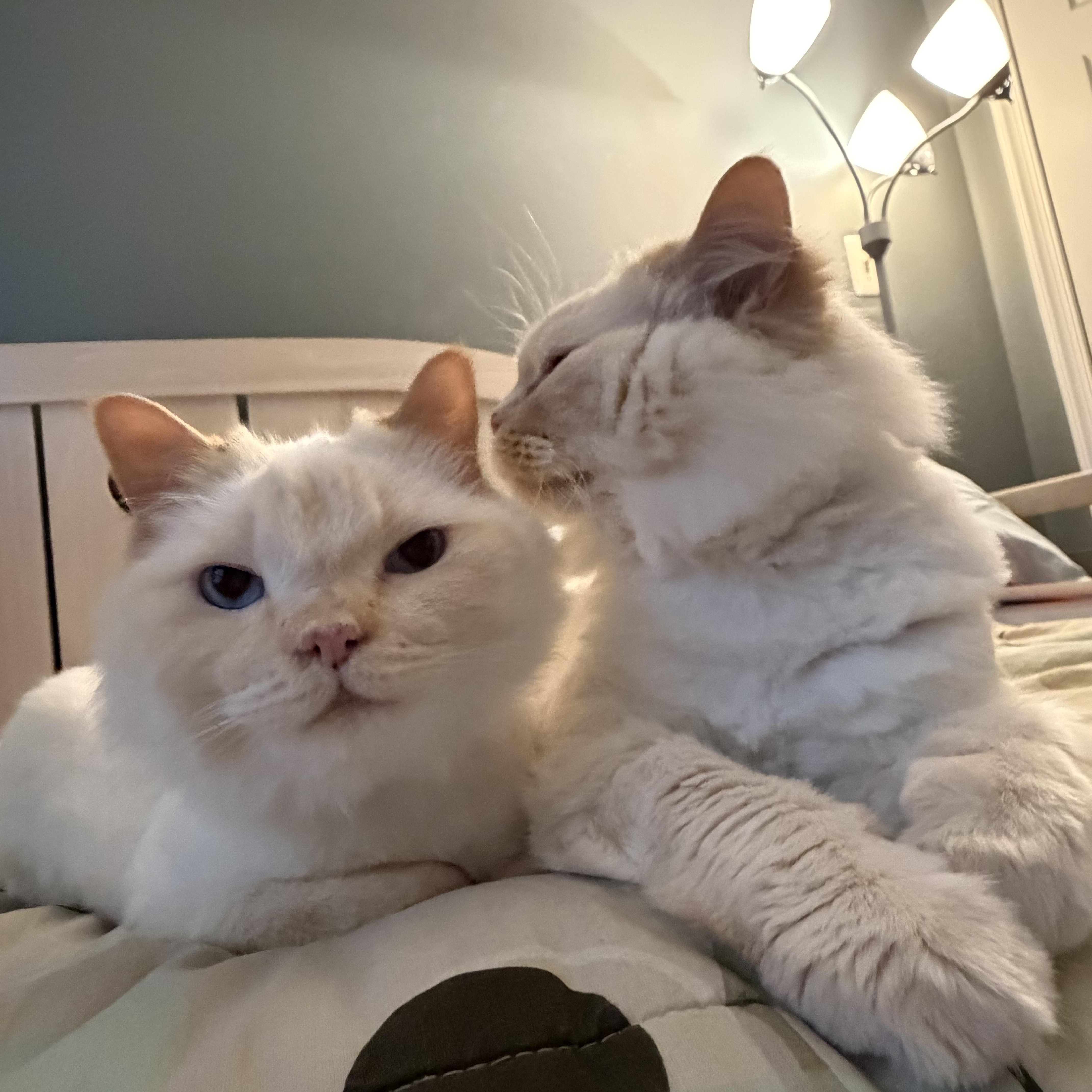 Enlarge Leo & Lulu - BEAUTIFUL SIBLINGS WITH COOL CUTS, a Adoptable mixed breed in Bristow, VA image 3/6