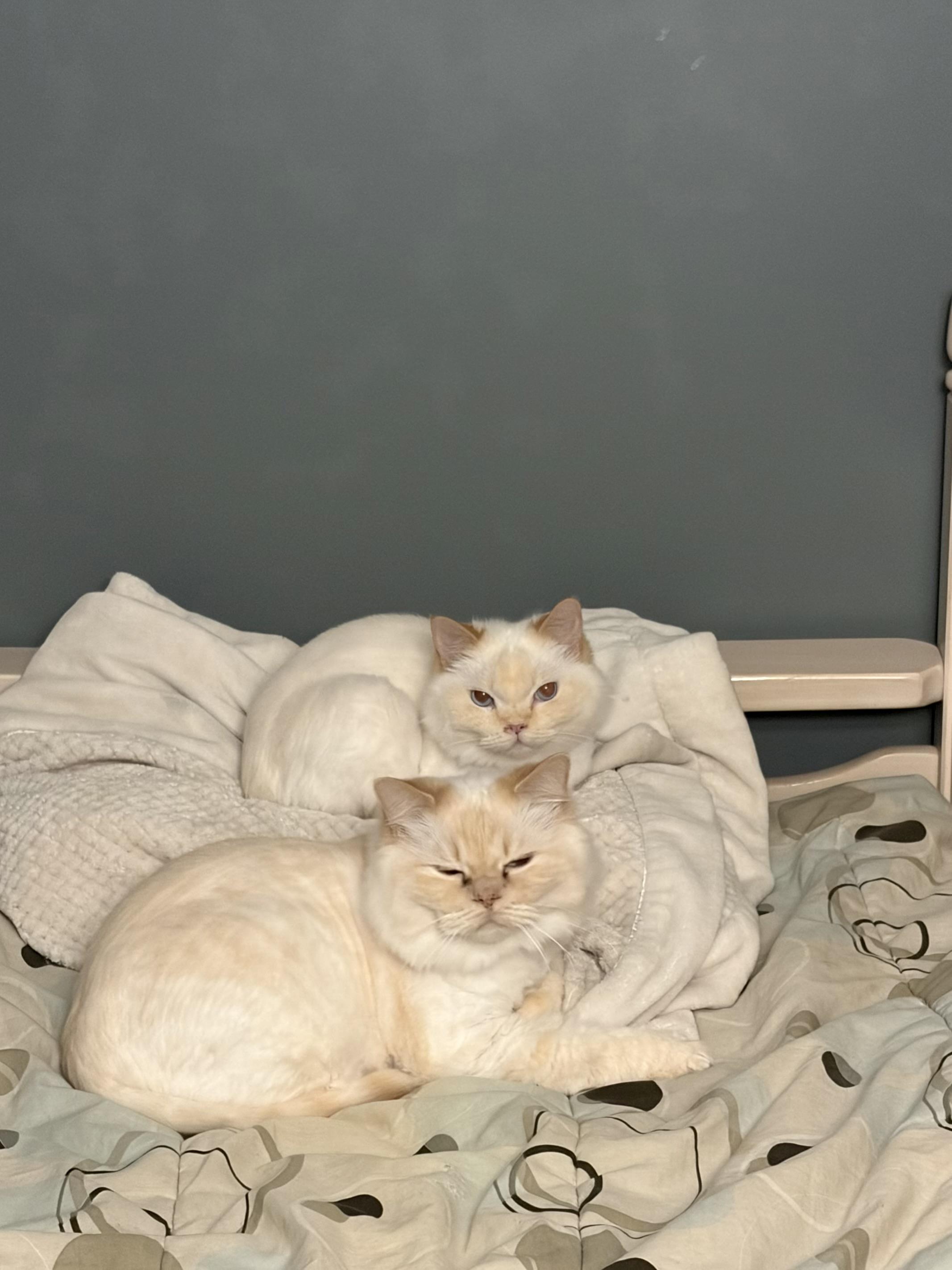 Enlarge Leo & Lulu - BEAUTIFUL SIBLINGS WITH COOL CUTS, a Adoptable mixed breed in Bristow, VA image 5/6