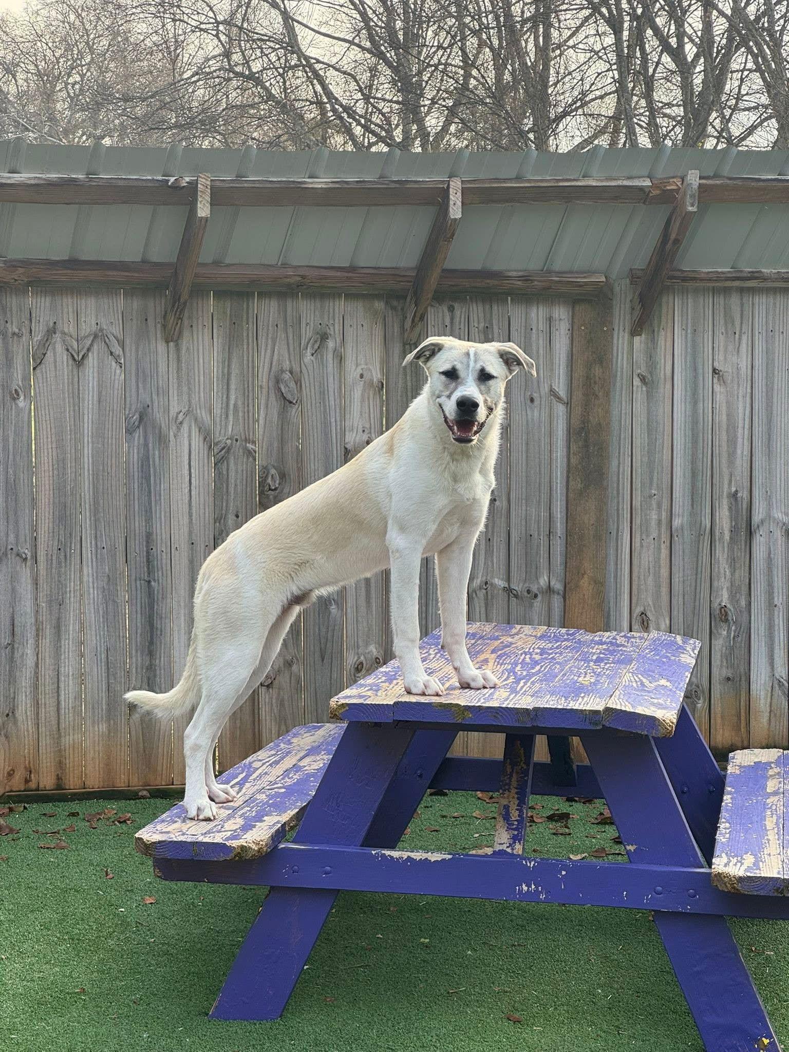 Fred, a Adopted Great Pyrenees in Nashville, TN image 1/3