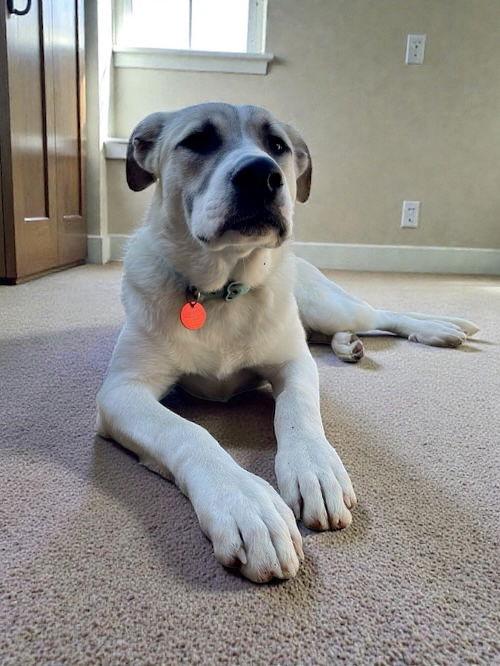 Fred, a Adopted Great Pyrenees in Nashville, TN image 2/3