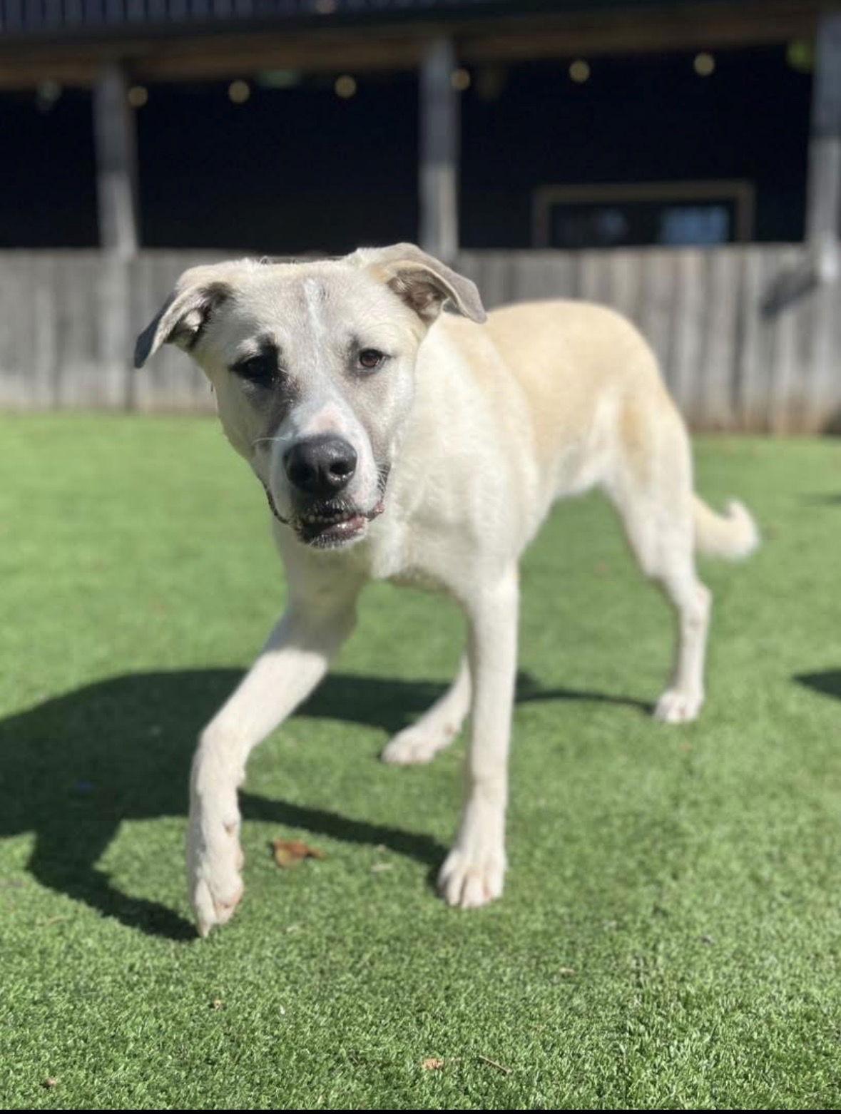 Fred, a Adopted Great Pyrenees in Nashville, TN image 3/3