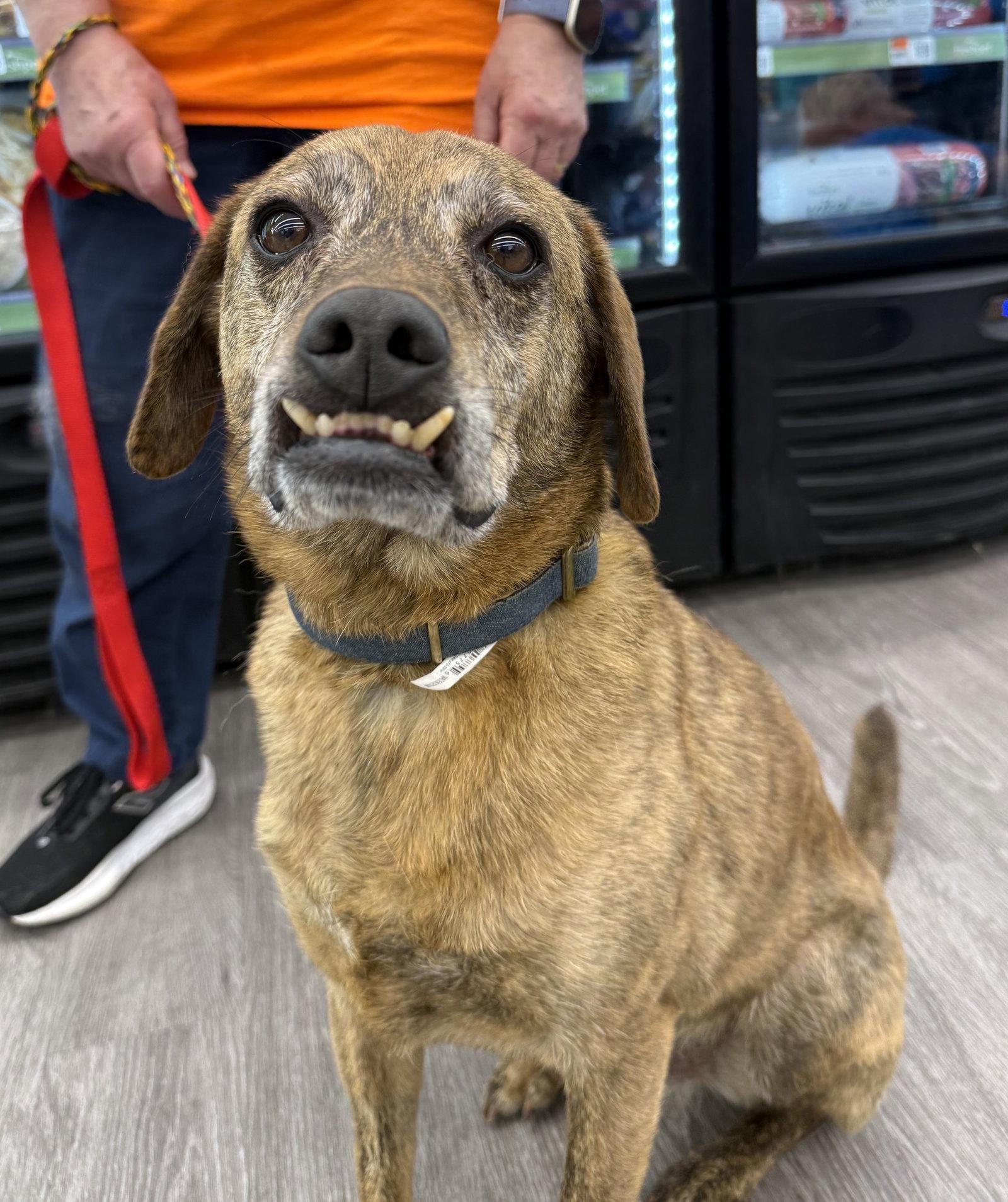 Enlarge Luke, a Adopted Mountain Cur in Hillside, IL image 2/3