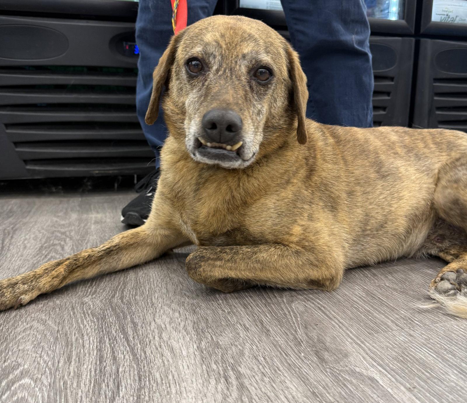 Enlarge Luke, a Adopted Mountain Cur in Hillside, IL image 3/3