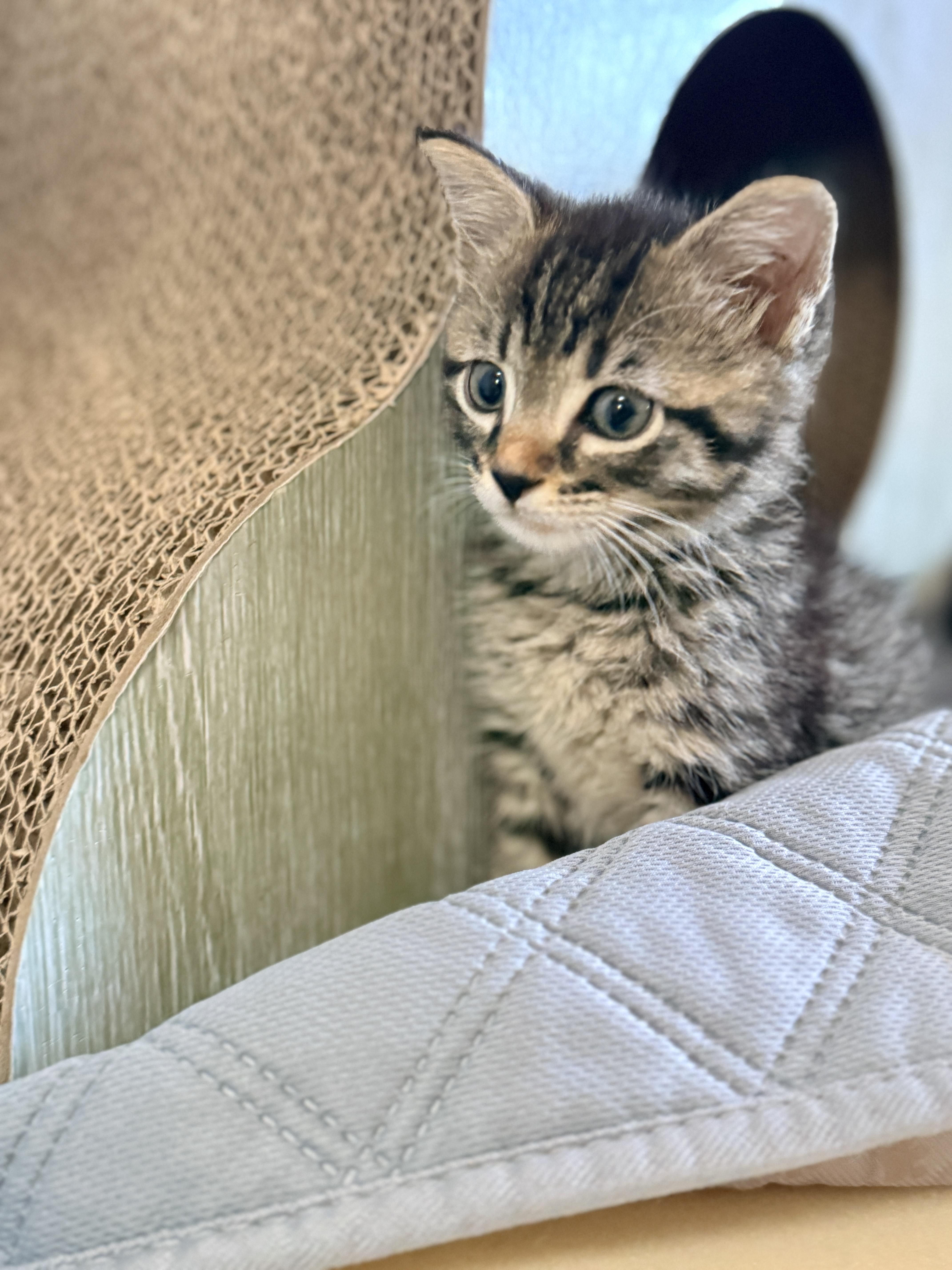 Enlarge Prince, a Adoptable Domestic Short Hair in Columbia, MD image 2/3