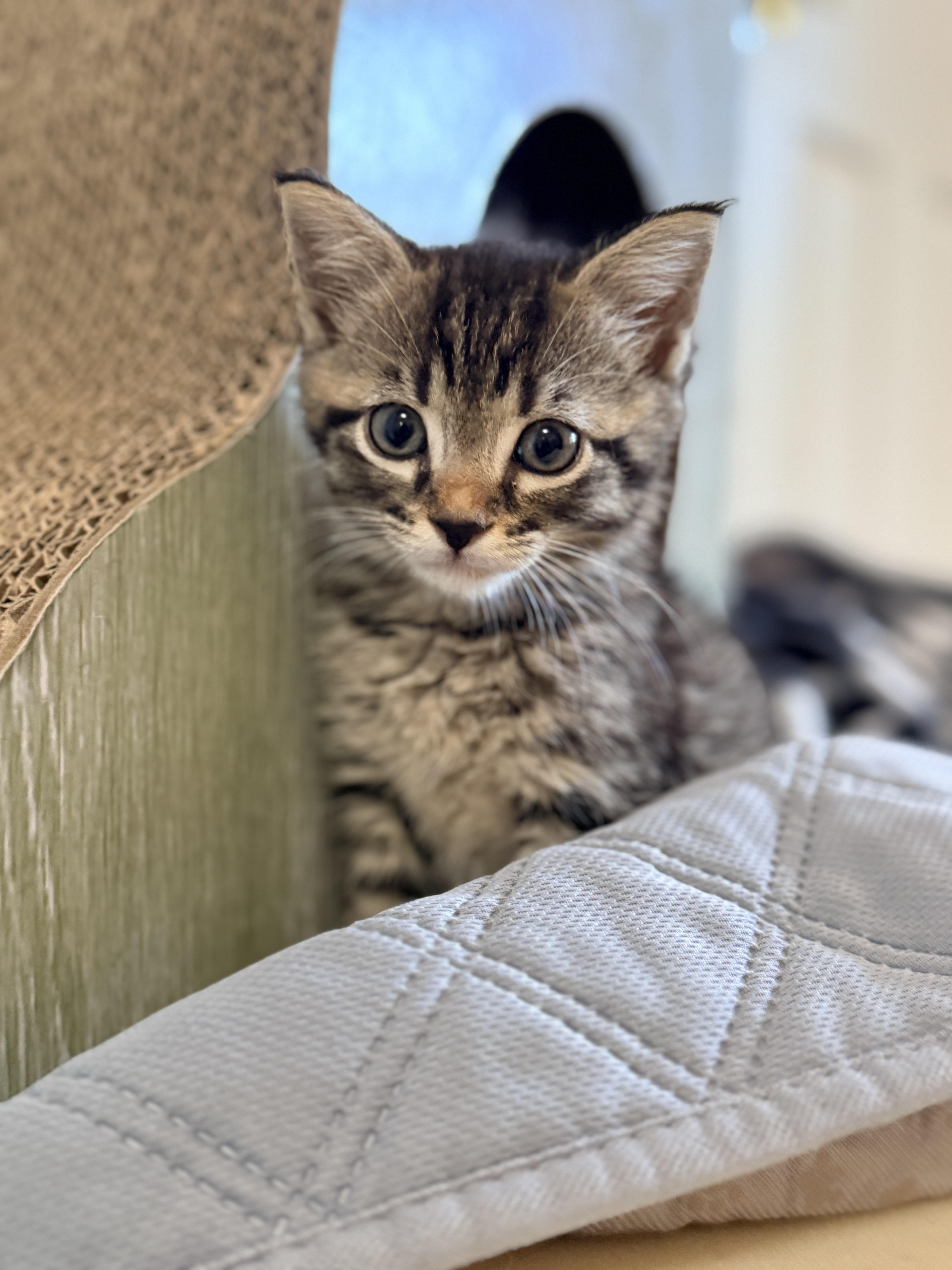 Enlarge Prince, a Adoptable Domestic Short Hair in Columbia, MD image 1/3